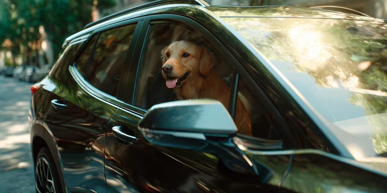 Perro viendo a través sentado en el asiento del copiloto de Chevrolet